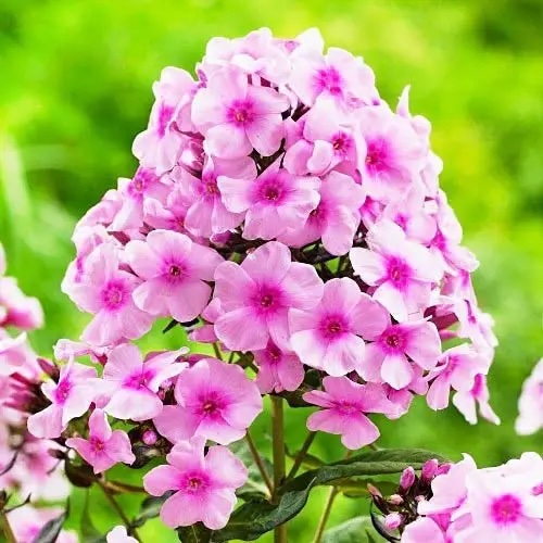 флокс pink hill