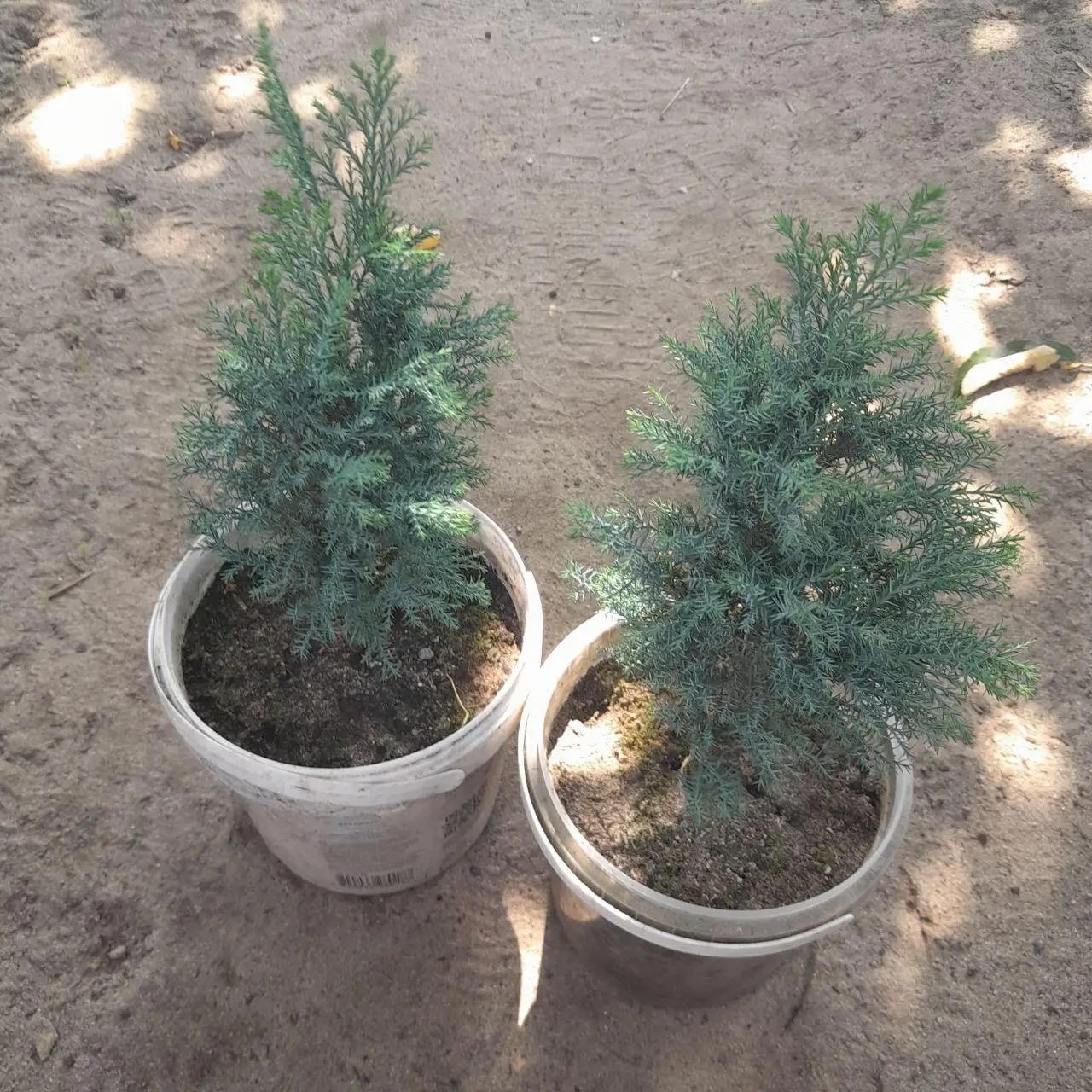 кипарисовик лавсона columnaris