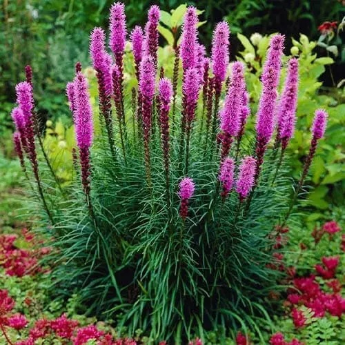 Ліатрис Spicata