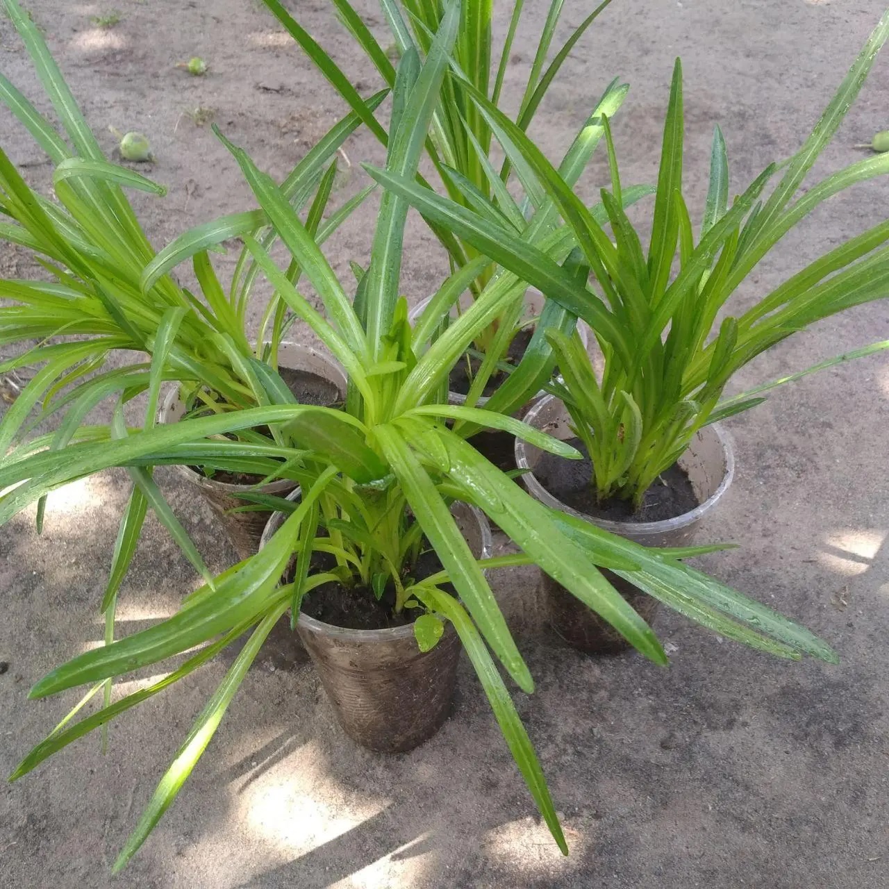 Ліатрис Spicata саджанці