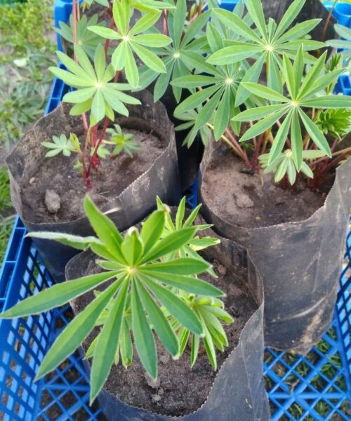 люпин russel hybrids blue