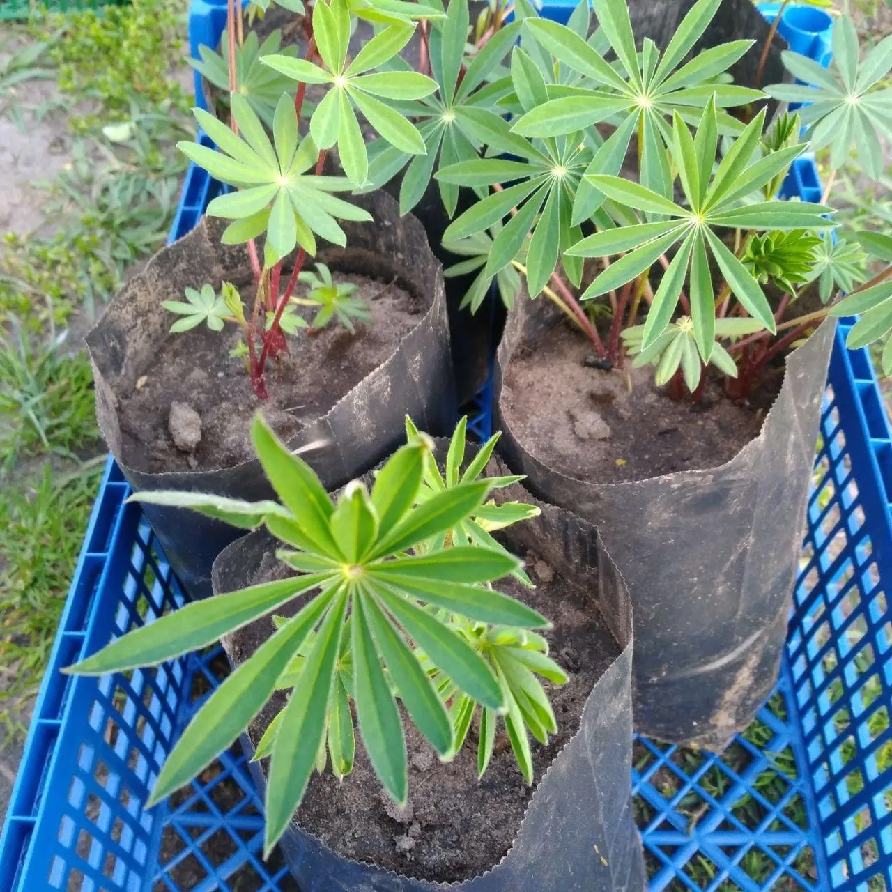 люпин russel hybrids blue