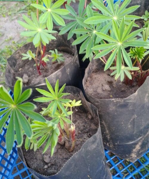 люпин russel hybrids blue саджанці