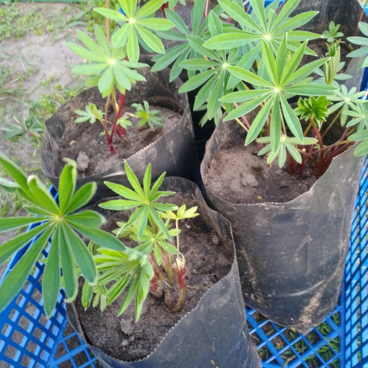 люпин russel hybrids blue саджанці