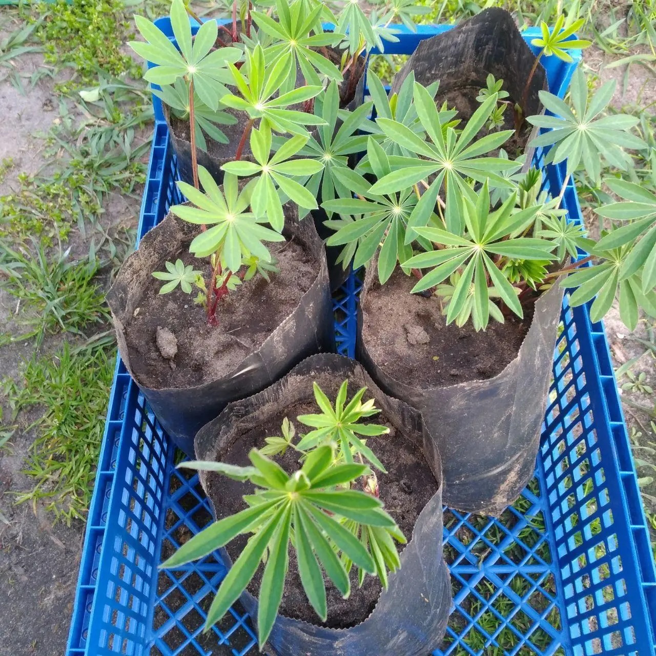 саджанці люпин russel hybrids blue
