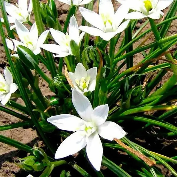 ptakholechnyk-sadzhantsi