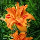 Лілейник Apricot Beauty