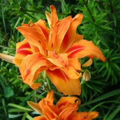 Лілейник Apricot Beauty