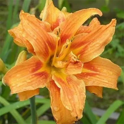 Лілейник Apricot Beauty