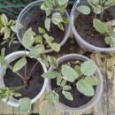 Снить звичайна “Variegata”