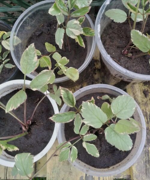 Снить звичайна “Variegata”