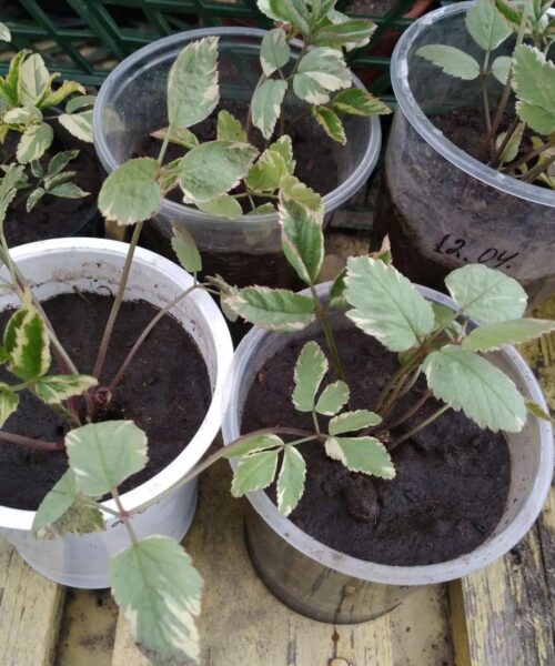 Снить звичайна “Variegata”