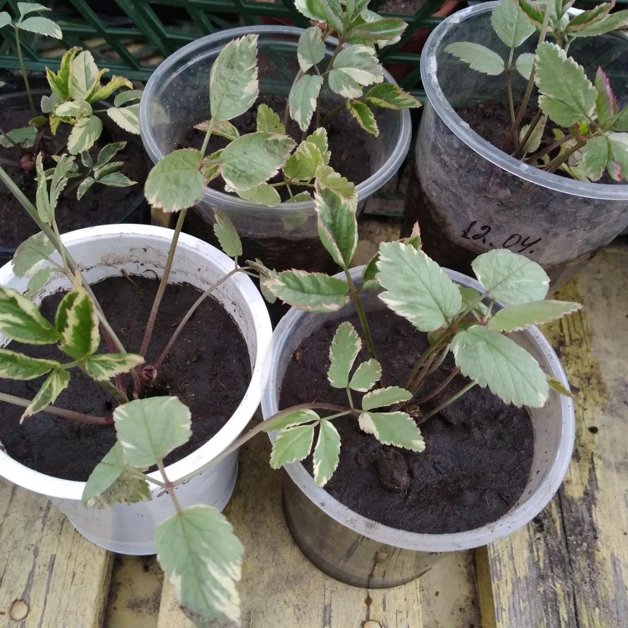 Снить звичайна “Variegata”