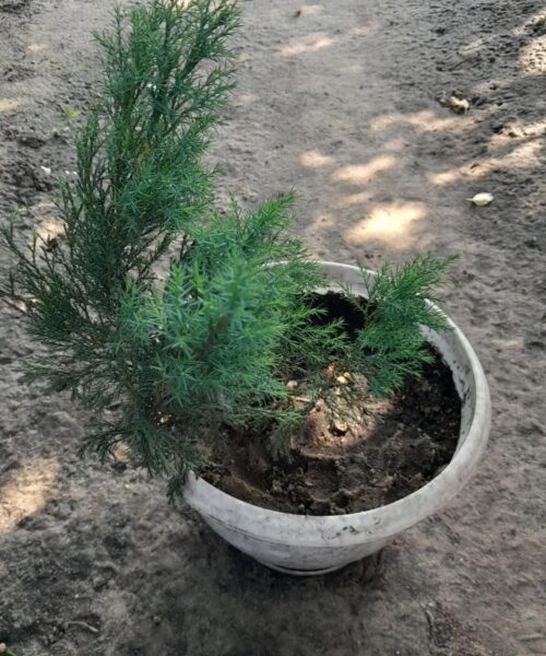 ялівець козацький