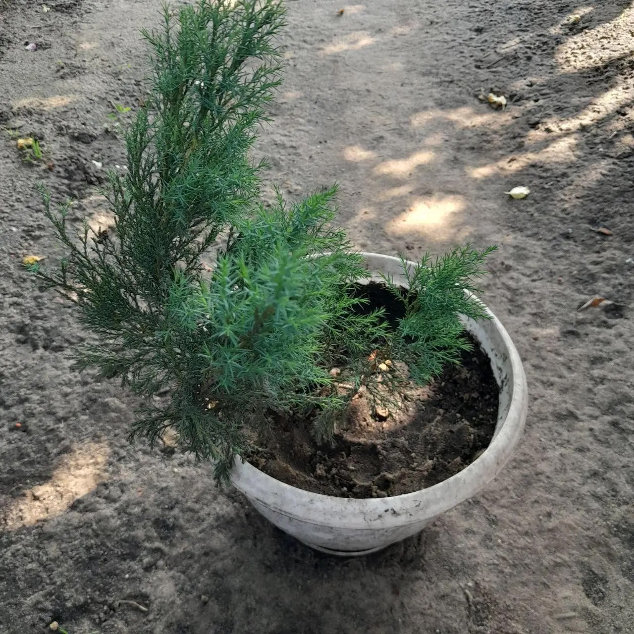 ялівець козацький