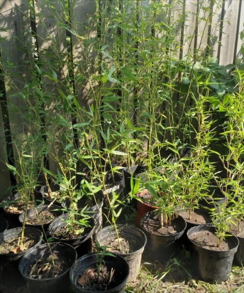 Бамбук Phyllostachys Bissettii