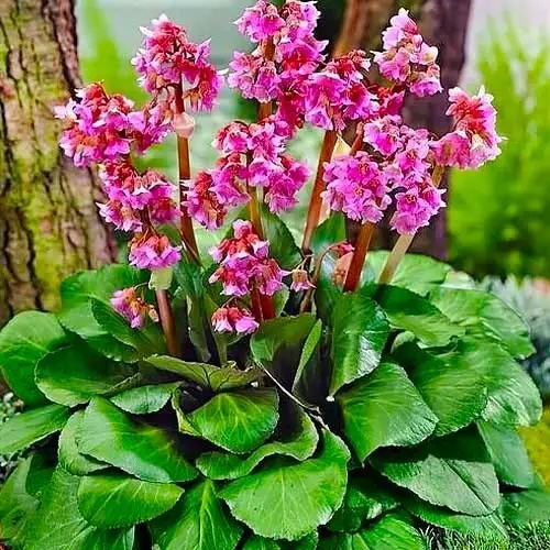 Бергенія Cordifolia (Бадан серцелистний)