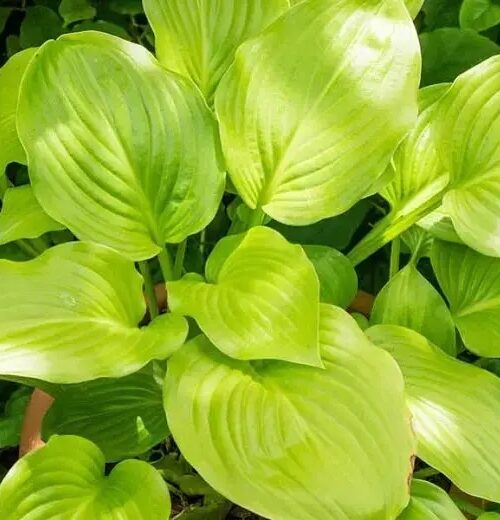хоста ovata