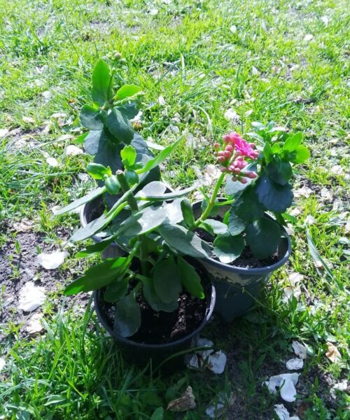 каланхое блоссфельда