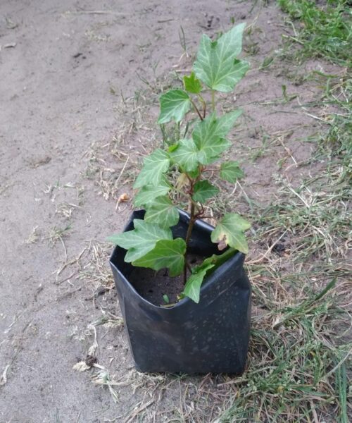 Плющ звичайний