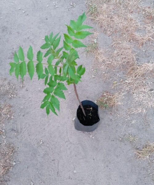 сумах оцтове дерево