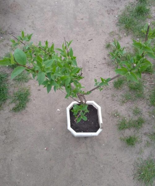 жасмин чубушник